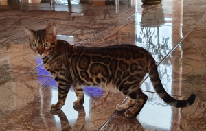Photo №1. bengal cat - for sale in the city of Simferopol | 1800$ | Announcement № 3570