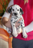 Photo №1. non-pedigree dogs - for sale in the city of Copenhague | negotiated | Announcement № 10192