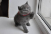 Photo №2 to announcement № 116110 for the sale of british shorthair - buy in Germany 