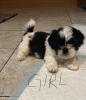 Photo №3. Purebred Shih Tzu puppy for sale. Germany