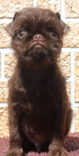 Photo №2 to announcement № 3283 for the sale of belgian griffon - buy in Russian Federation breeder