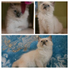Photo №1. ragdoll - for sale in the city of Bratsk | 608$ | Announcement № 11993