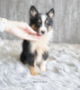Photo №2 to announcement № 99455 for the sale of shetland sheepdog - buy in Germany 