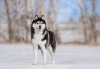 Photo №1. siberian husky - for sale in the city of Москва | 473$ | Announcement № 12102