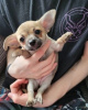 Photo №3. Chihuahua Puppies For Sale. Germany