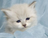 Photo №2 to announcement № 86787 for the sale of siberian cat - buy in Germany private announcement