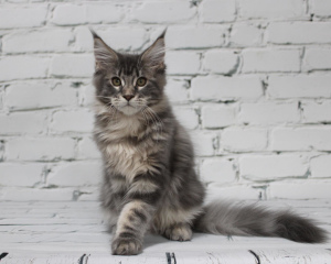 Photo №2 to announcement № 3072 for the sale of maine coon - buy in Russian Federation from nursery