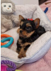 Photo №2 to announcement № 112309 for the sale of yorkshire terrier - buy in United States private announcement