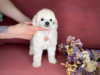 Additional photos: toy poodle puppies