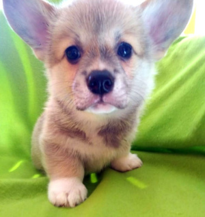 Photo №4. I will sell welsh corgi in the city of Moscow. from nursery - price - 942$