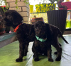 Additional photos: Miniature poodle puppies