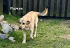 Photo №1. non-pedigree dogs - for sale in the city of Minsk | Is free | Announcement № 103863