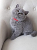 Photo №3. British Shorthair Kittens. Germany