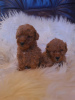 Photo №1. poodle (royal), poodle (dwarf) - for sale in the city of Vilovo | 634$ | Announcement № 88913