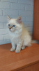 Additional photos: Kittens of breed Siberian and Neva Masquerade