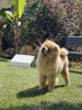 Photo №4. I will sell chow chow in the city of Belgrade. breeder - price - negotiated