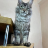 Photo №3. mainecoon kittens for free adoption. Germany