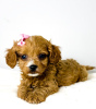 Additional photos: Cavapoo-cavapoo (Cavalier Toy Poodle)