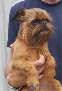 Photo №2 to announcement № 7225 for the sale of brussels griffon - buy in Serbia from nursery