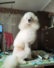 Additional photos: Small (medium) poodle, male