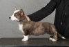 Photo №4. I will sell welsh corgi in the city of St. Petersburg. from nursery, breeder - price - 690$