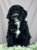 Photo №4. I will sell portuguese water dog in the city of Нови Сад. breeder - price - negotiated