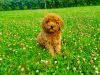 Photo №2 to announcement № 58484 for the sale of poodle (toy) - buy in Ukraine private announcement, breeder