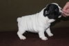 Photo №1. french bulldog - for sale in the city of Москва | negotiated | Announcement № 17907