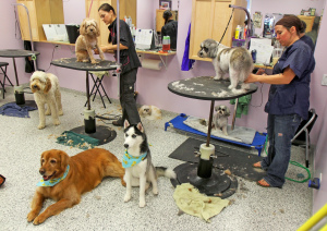 Additional photos: Grooming in Perm