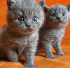 Photo №1. british shorthair - for sale in the city of Berlin | 500$ | Announcement № 89822