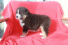 Photo №2 to announcement № 93005 for the sale of australian shepherd - buy in Sweden private announcement