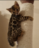 Photo №1. bengal cat - for sale in the city of Berlin | negotiated | Announcement № 119983