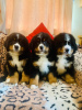 Additional photos: Cute Bernese Mountain puppies for free adoption