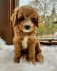 Photo №1. cavalier king charles spaniel, poodle (toy) - for sale in the city of Paris | negotiated | Announcement № 84899
