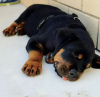 Photo №1. rottweiler - for sale in the city of Oslo | negotiated | Announcement № 65776