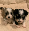 Photo №2 to announcement № 54783 for the sale of havanese dog - buy in Finland breeder