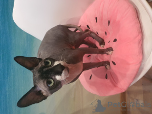 Photo №2 to announcement № 7367 for the sale of sphynx cat - buy in Ukraine private announcement