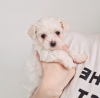 Photo №4. I will sell maltese dog in the city of Charleston. private announcement - price - 300$