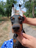 Photo №2 to announcement № 112793 for the sale of dobermann - buy in Serbia 