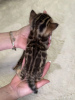 Photo №4. I will sell bengal cat in the city of Сызрань. private announcement - price - 976$