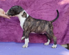 Additional photos: Standard Bull Terrier puppies