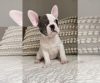 Photo №1. french bulldog - for sale in the city of Sydney | negotiated | Announcement № 108834