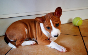 Photo №1. basenji - for sale in the city of Kecskemét | 1220$ | Announcement № 575