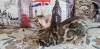 Photo №2 to announcement № 9784 for the sale of bengal cat - buy in Russian Federation from nursery