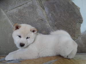 Photo №4. I will sell shiba inu in the city of Voronezh. private announcement - price - 564$