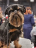 Additional photos: 4 Brussels Griffon puppies for sale