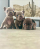 Photo №1. french bulldog - for sale in the city of Helsinki | negotiated | Announcement № 118945