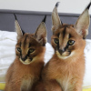 Photo №2 to announcement № 96656 for the sale of caracal - buy in United States breeder