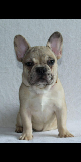 Photo №2 to announcement № 6989 for the sale of french bulldog - buy in United States 