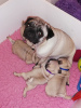 Photo №4. I will sell pug in the city of Kassel. private announcement - price - 370$